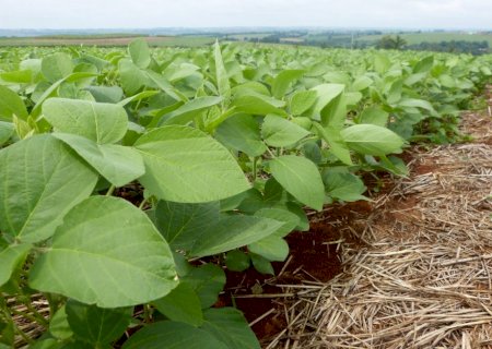 Plantio de soja atinge 71% da área no Brasil