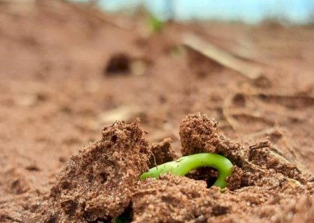 Clima favorável acelera plantio de soja entre outubro e novembro em Mato Grosso do Sul