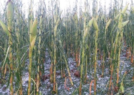 Atenção Produtores, para prazo e documentação necessária para prorrogação de dívidas após estragos