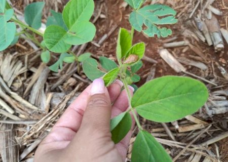 Monitoramento constante auxilia no controle de caramujos e lesmas