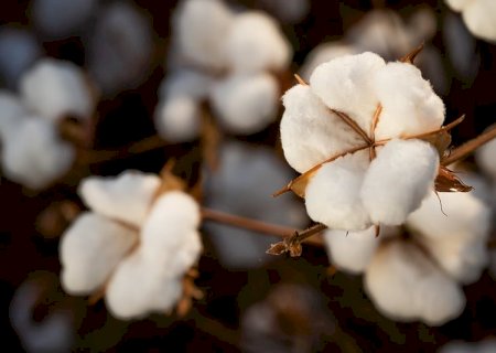 Posição firme de produtores sustenta cotação do algodão