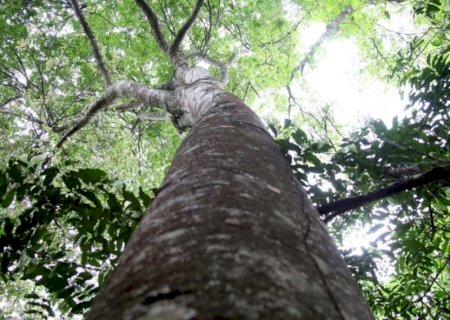 Habilitado para captar recursos de REDD+, MS vai estruturar mercado de carbono a partir de 2026