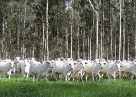Produtores têm até dia 1º para fazer declaração e atualização de rebanhos no Estado