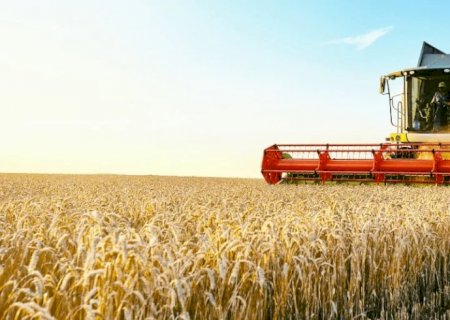 Preços do trigo têm movimentos distintos dentre as praças