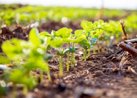 Como o bom manejo do solo garante produtividade e sustentabilidade da soja
