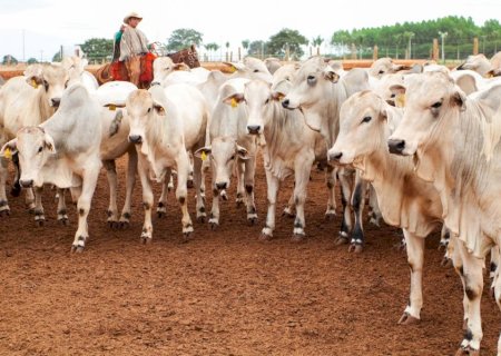 Retrospectiva: Avanços sanitários, novos programas e articulação política marcam o agro de Mato Grosso do Sul em 2025