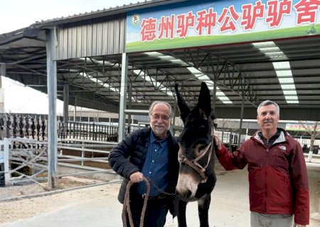 Brasil mira mercado premium e aposta no leite de jumenta após intercâmbio com a China