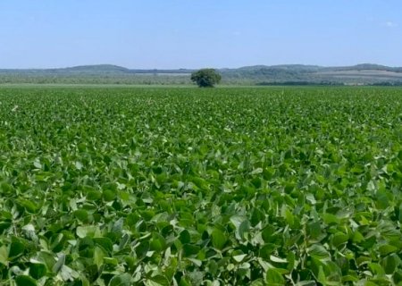 Prazo para cadastro de áreas de soja encerra em 10 de janeiro em Mato Grosso do Sul
