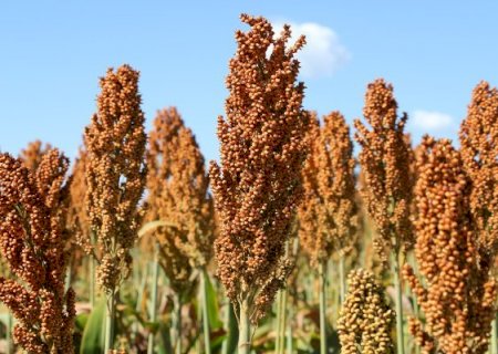 Sorgo cresce forte na safrinha de MS e vira aposta estratégica com demanda das usinas de etanol