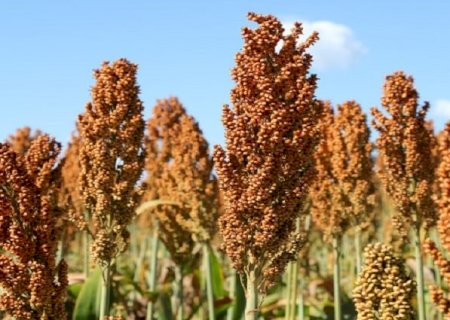 Sorgo cresce forte na safrinha de MS e vira aposta estratégica com demanda das usinas de etanol