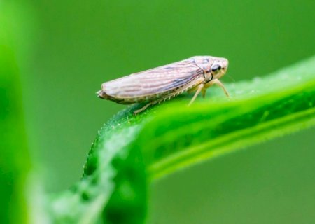 Tecnologias biológicas barram a cigarrinha-do-milho, reduzem a resistência e elevam a sanidade da lavoura