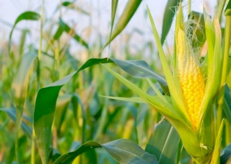 Preços internos e externos do milho seguem em queda