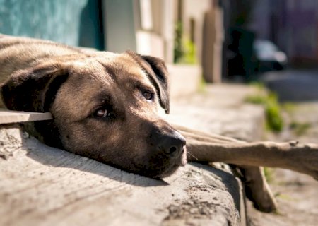 Nova lei oficializa campanha Julho Dourado em defesa da saúde animal