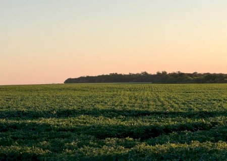 Mato Grosso do Sul ganha destaque internacional com agricultura regenerativa tropical