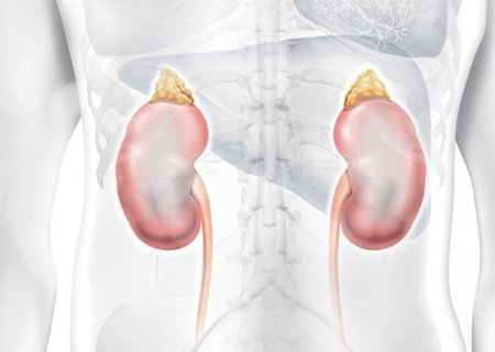 Doença renal crônica: um desafio silencioso no Brasil
