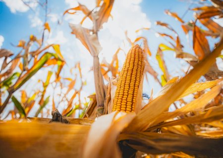 Prevenção de doenças do milho no momento certo pode evitar perdas de até 50% na produtividade, alerta especialista