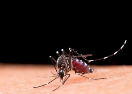 MS registra 2.639 casos confirmados de chikungunya e registra mais 2 mortes