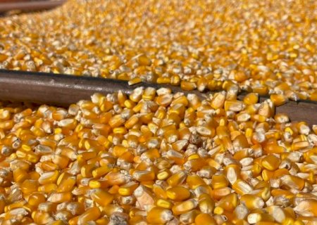 Preço da soja e do milho registram queda em março em Mato Grosso do Sul