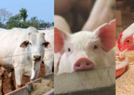 Pecuária de pequenos animais deve crescer cerca de 55% no Brasil até 2030, aponta FGV Agro