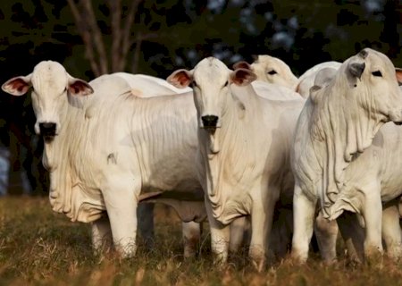 Mercado do boi gordo busca equilíbrio com ajuste nas escalas e pressão na arroba em todo o país