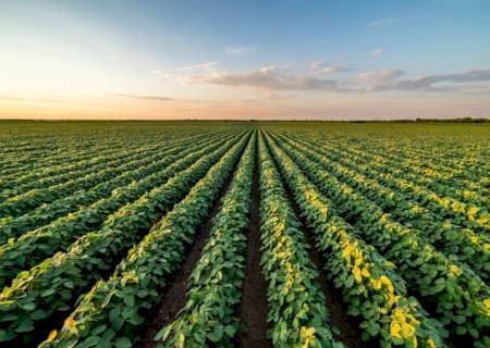 Clima favorece desenvolvimento da soja na maior parte do Brasil, aponta Conab