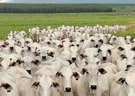 Brasil deve esgotar cota de carne bovina para a China no início de maio