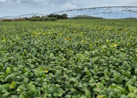 Bioinsumos entram em fase de consolidação no agro e já movimentam até R$ 6 bilhões por ano