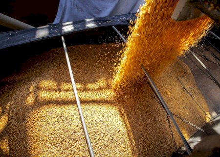 Mercado do milho opera com cotações mais baixas diante da chegada da safra