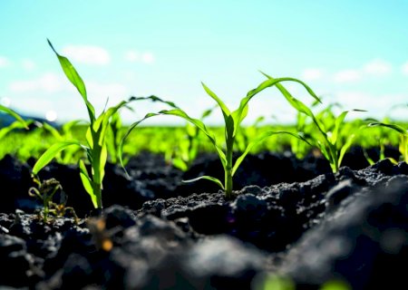Por que o agro brasileiro se tornou estratégico para o mundo