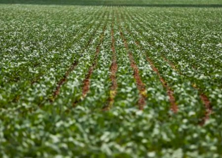 Agricultura: governo publica preços mínimos para safra de verão 2026/27