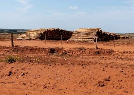 Plantações de eucalipto serão investigadas após impacto em 400 nascentes