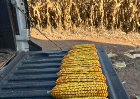 Colheita do milho alcança 24% da área cultivada em Mato Grosso do Sul