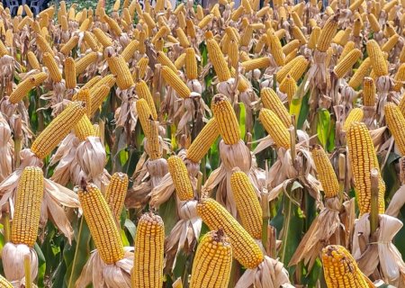 Embrapa desenvolve nanofertilizante de semente de açaí para milho e sorgo