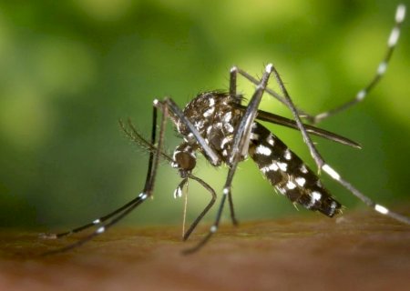 Dengue exige atenção em Mato Grosso do Sul; municípios e população precisam reforçar os cuidados