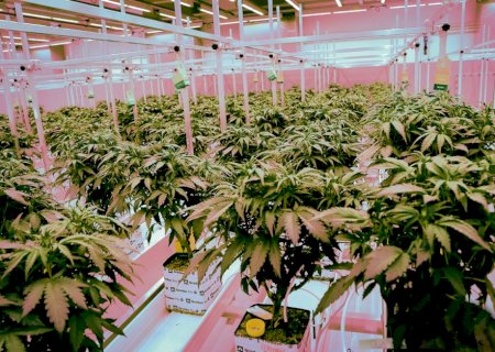 Brasil passa a permitir o cultivo de Cannabis (Maconha)