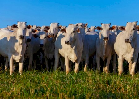 Valor Bruto da Produção Agropecuária é estimado em R$ 1,39 trilhão em julho