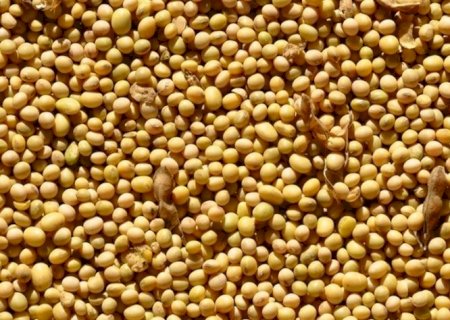 A patente da soja transgênica venceu? O que dizem Aprosoja e Bayer