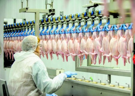 Exportações de carne de frango crescem 29,9% em julho