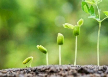 Como a auxina orienta o crescimento vegetal e eleva a produtividade