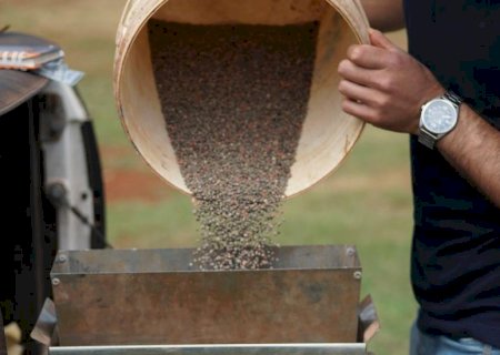 Fim do vazio sanitário se aproxima e produtor de MS se prepara para nova safra